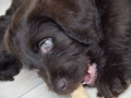 Labradoodle Maggie  Foto:Ronald Rinklef