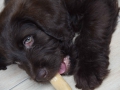 Labradoodle Maggie  Foto:Ronald Rinklef
