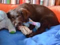 Labradoodle Maggie  Foto:Ronald Rinklef