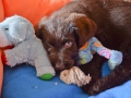 Labradoodle Maggie  Foto:Ronald Rinklef
