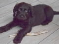 Labradoodle Maggie  Foto:Ronald Rinklef