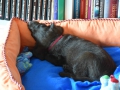 Labradoodle Maggie  Foto:Ronald Rinklef