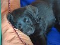 Labradoodle Maggie  Foto:Ronald Rinklef