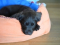 Labradoodle Maggie  Foto:Ronald Rinklef