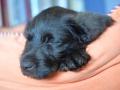 Labradoodle Maggie  Foto:Ronald Rinklef