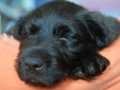 Labradoodle Maggie  Foto:Ronald Rinklef