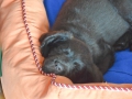 Labradoodle Maggie  Foto:Ronald Rinklef