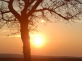 Ein Baum